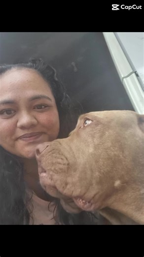 Everydays a new journey. Live life to the fullest #mastiff #puppy #9weeks #cute #adopt