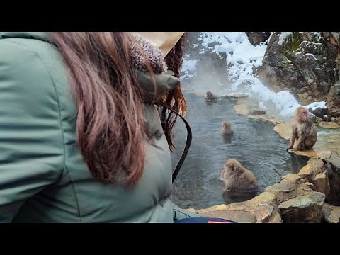 Wild monkeys bathing in the hot springs at Snow Monkey Park. Japanese serow also came to play.