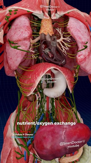 Smart Doctor on Instagram: "The Body’s Main Blood Loop: Systemic Circulation 🔁🫀 - - Systemic Circulation Explained: Heart to Body & Back 🫀➡️🩸➡️🌍 Description (English + small icons) Systemic circulation is the body’s main blood loop. 🫀 Oxygen-rich blood leaves the left ventricle, flows through the aorta, and delivers oxygen + nutrients to tissues. 🩸✨ After exchange in capillaries, oxygen-poor blood returns through veins to the right side of the heart. 🔁 Fast, precise, life-sustaining flow