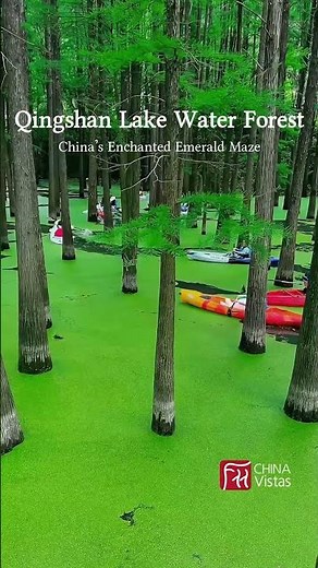 Hangzhou Qingshan Lake Water Forest. #hiddengems #forestmagic #natureescape #chinatravel #travel