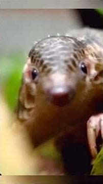 Leopard Vs Pangolin #shortvideo #facts #wildlifeentertainment #wildlifeentertainment #shortvideos