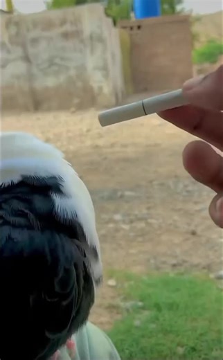 Charming Pigeon Plays with Cigarette in Outdoor Scene
