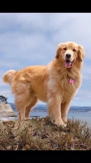 Fotos de Perros Golden Retriever: Imágenes Adorables y Tiernas