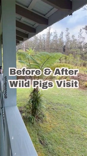 Feral Swine Damage in Hawaii, Before & After Wild Pigs Visit