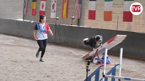 56K views · 211 reactions |  Pour la première fois, les championnats du monde d'agility se déroulent en France, à Bourgbarré. Ce sport de niche a ses champions  | TVR La chaîne | Facebook