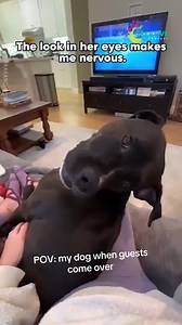 65K views · 965 reactions | A cat suddenly jumping three feet high for no reason. | Creative Company | Facebook