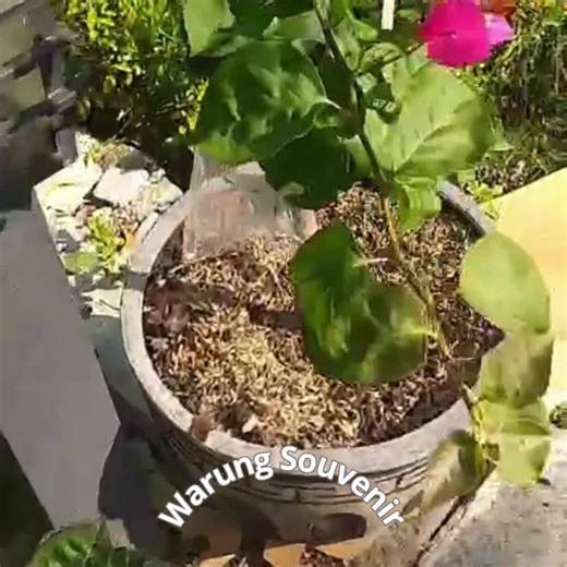 Citrus Spice Mum Seeds: Fall Perennial Flower Plant - Etsy