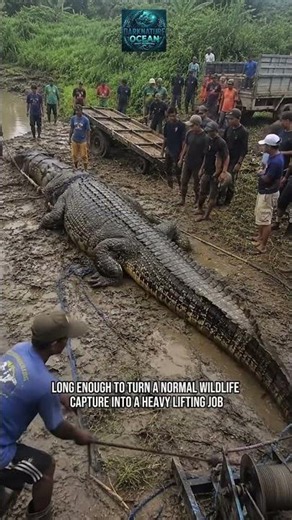Meet Lolong: The Largest Crocodile Ever Caught #shorts