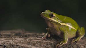 Green toad breathing with a dark background - Free Stock Video