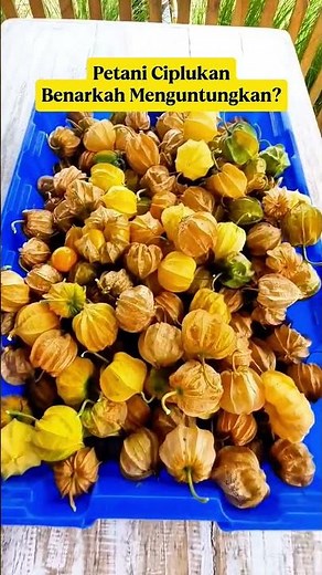 Why This Wild Fruit Is Becoming a Premium Superfood | Golden Berry (Physalis)