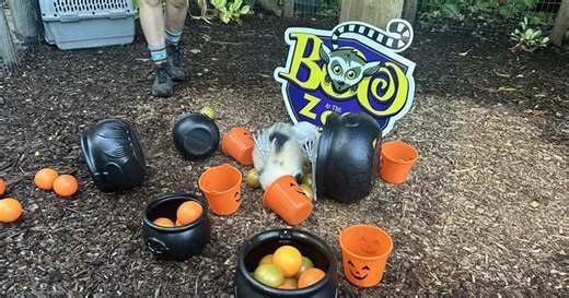 Naples Zoo's Boo at the Zoo promises magical Halloween fun for families