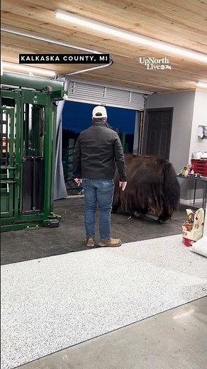 A Yak or 2 Ranch wraps up yak brushing season ahead of summer tours
