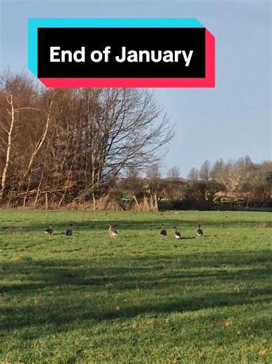 28th January 2026 #januarynature #januarywildlife #natureandwildlife #springiscoming #wildlife