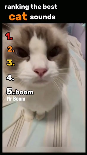 The best cat sounds you should see last 😼🔥 #cats #cat