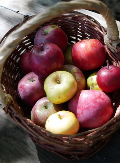 Earliest of the Early Summer Apples, 5 Varieties in July — SkillCult