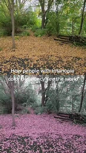 Understanding Tritanomaly: The Blue & Green Colorblindness