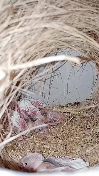 Java Chicks Breeding and Poetry Reflection