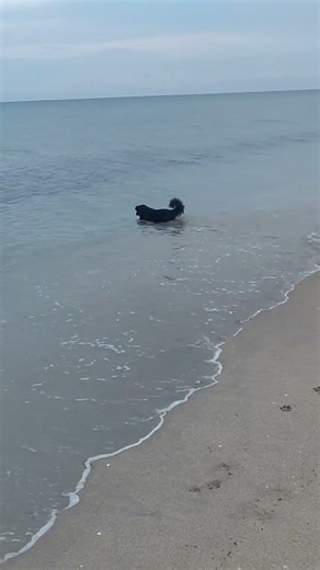 Trooper running on the beach (May 2019)