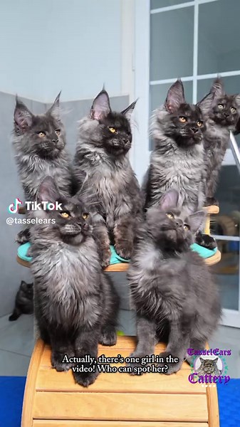 Playtime on the Cat Tree: A Fun Cats Video