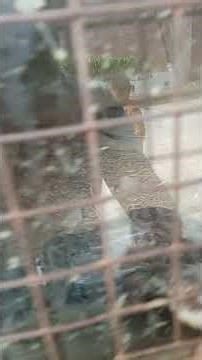 Burmese python at Manipur zoological garden on 05/03/2026 during Yaosang festival 2026