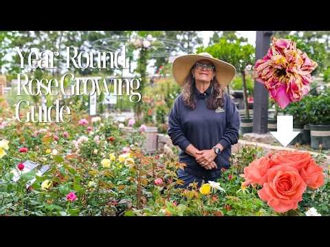 Solving Seasonal Rose Problems: A Year-Round Growing Guide