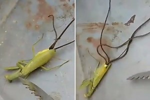 Horrifying moment alien-like tentacles burst out of dead praying mantis