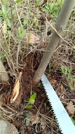How to Prune Young Olive Trees