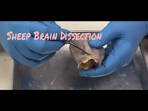 Sheep Brain Dissection