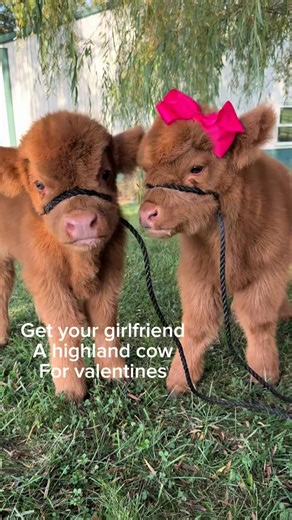 Adorable Cows: A Heartwarming Showcase