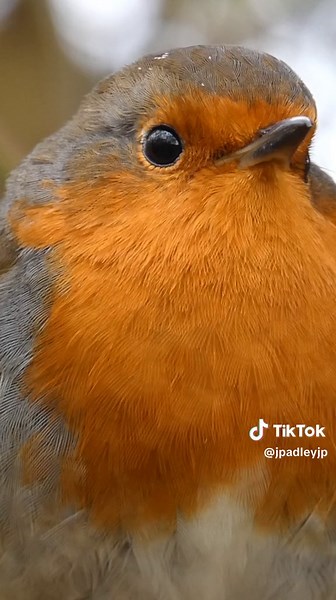 The wild man on TikTok