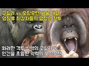 고릴라 vs 오랑우탄 싸움 대결 화려한 격투 실력의 고릴라와 인간을 초월한 악력의 오랑우탄 영장류 최강자들의 엄청난 전투