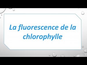 La fluorescence de la chlorophylle