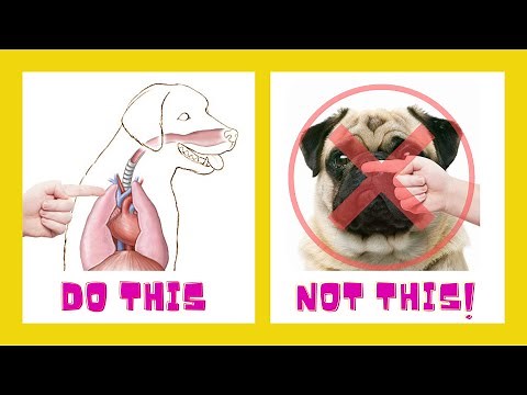 HOW TO STOP YOUR DOGS REVERSE SNEEZING SAFELY. LEARN THIS RESPIRATORY TECHNIQUE NOW...