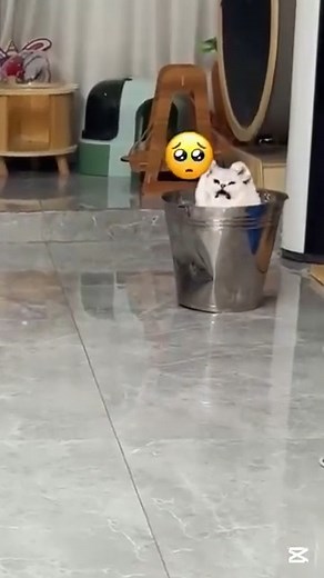 khó chịu dzoo cùng ý #FunniestAnimals | Funniest Animals