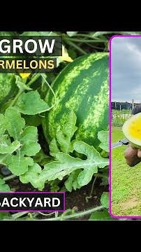 How To Grow Yellow Watermelons Backyard - Harvest Watermelon in the Apartment