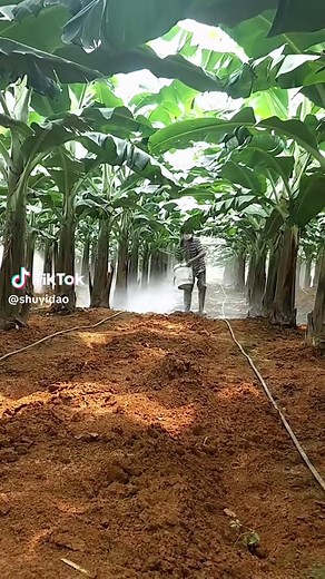 Growing Bananas: Innovative Methods for Agriculture