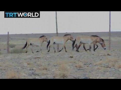Mongolian Horses: Species reintroduced to their native habitat