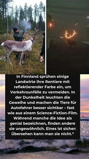 Leuchtende Geweihe auf Finnlands Straßen 😲 Geniale Idee oder total verrückt?