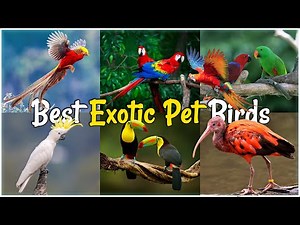 Best Exotic Birds to Keep As Pets at Home