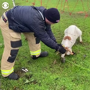 7.6K views · 272 reactions | In a video posted by the Butte County Fire Department, a firefighter rescued a goat that got its head stuck in a fence. | CBS News | Facebook