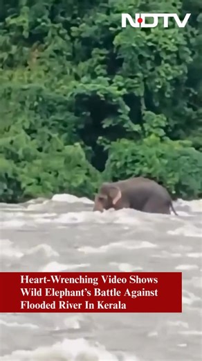 400 reactions · 18 comments | Kerala | #Watch: A wild elephant bravely fights the fierce currents of the flooded Chalakudy River. The dramatic crossing lasted over 3 hours, as forest officials monitored the situation, fearing the animal might get swept away. | NDTV | Facebook