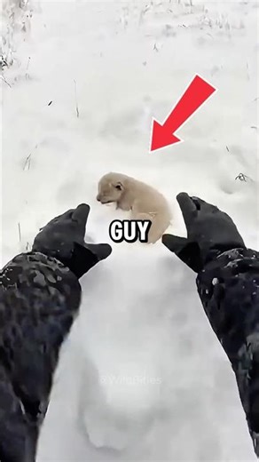 He Dug a Baby Albino Lion Out of a Blizzard 😢