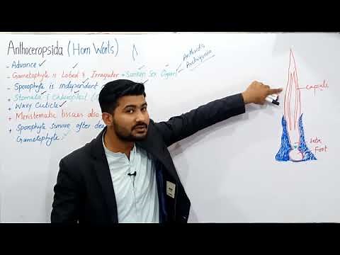 9.6 Anthoceropsida life cycle and characteristics of anthoceros | Kingdom plantae Fsc Biology