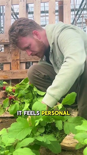 Thin seedlings yes it feels rude but do it