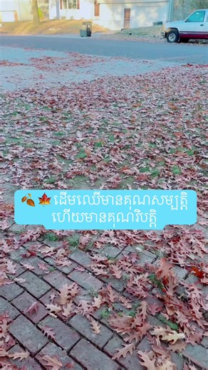 Trees have advantages and disadvantages #trees #reelsfbシ #reelsfb #viralpage #viralpost #videos | Logan Konkhmer | Facebook