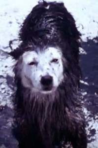 Harry the Dirty Dog (1987) - Movie