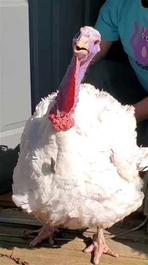 Turkey rescued from slaughterhouse experiences sunlight for 1st time