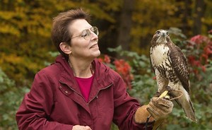 North American Birds of Prey