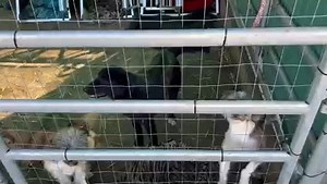 20K views · 1.1K reactions | **** UPDATE ***** 21.10.22. Ein tolles...