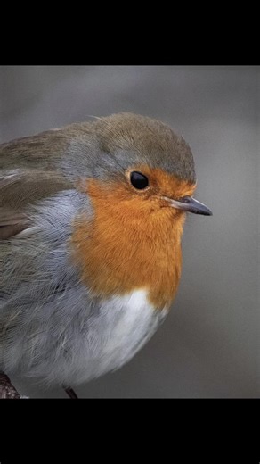 Capturing Frosty Mornings: A Nature Photography Journey